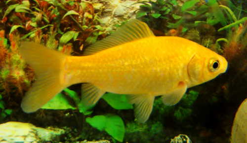 Unsere Teichfische Megazoo Fur Tiere Das Grosste
