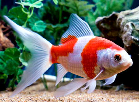 Unsere Teichfische Megazoo Fur Tiere Das Grosste
