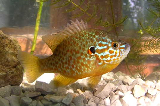 Unsere Teichfische MEGAZOO Für Tiere das Größte