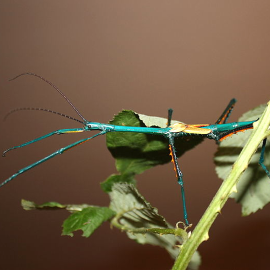 tuerkisblauer_stab__achrioptera_manga_.png