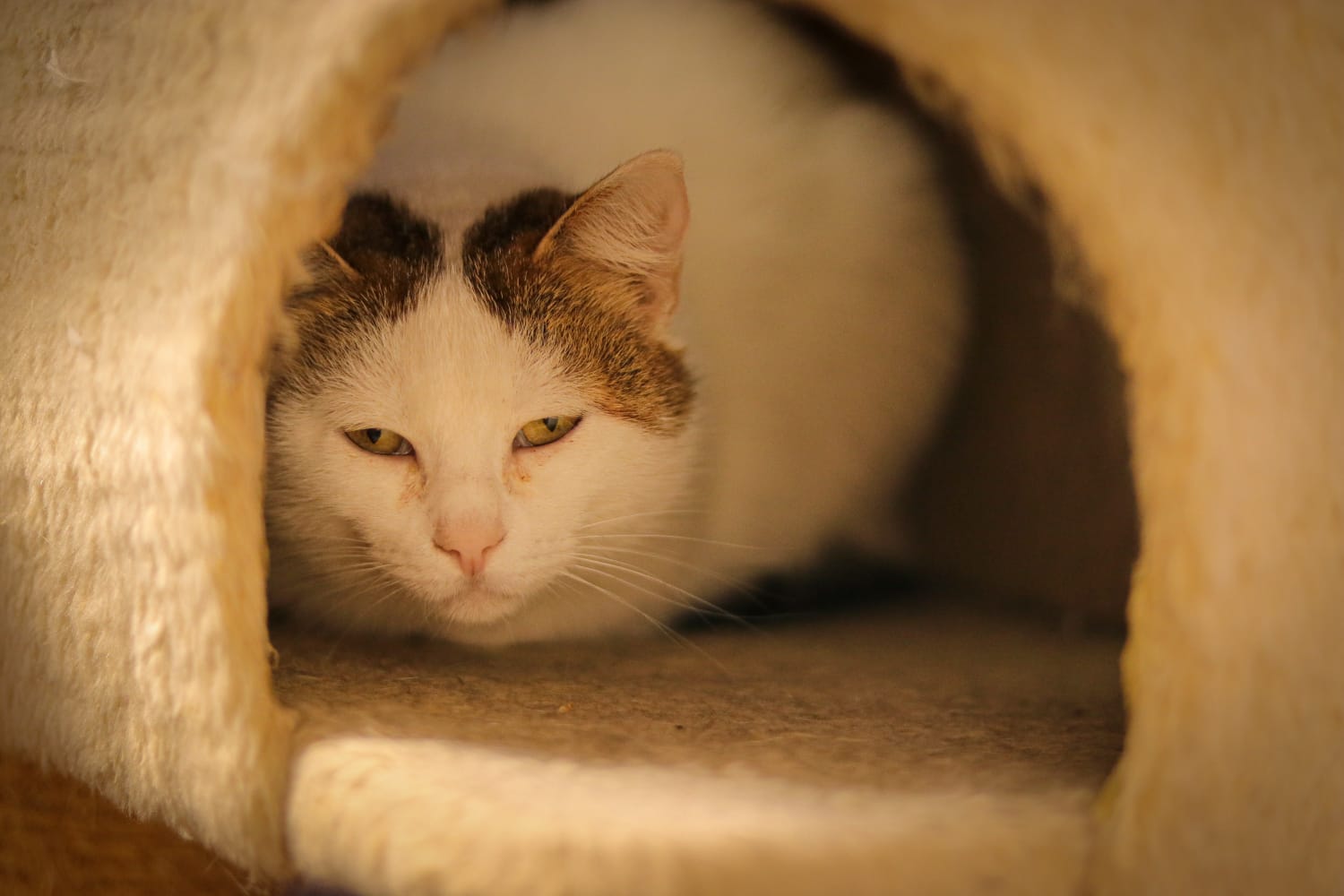 Erstes kennenlernen katzen