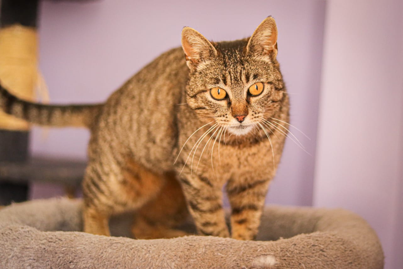 Erstes kennenlernen katzen