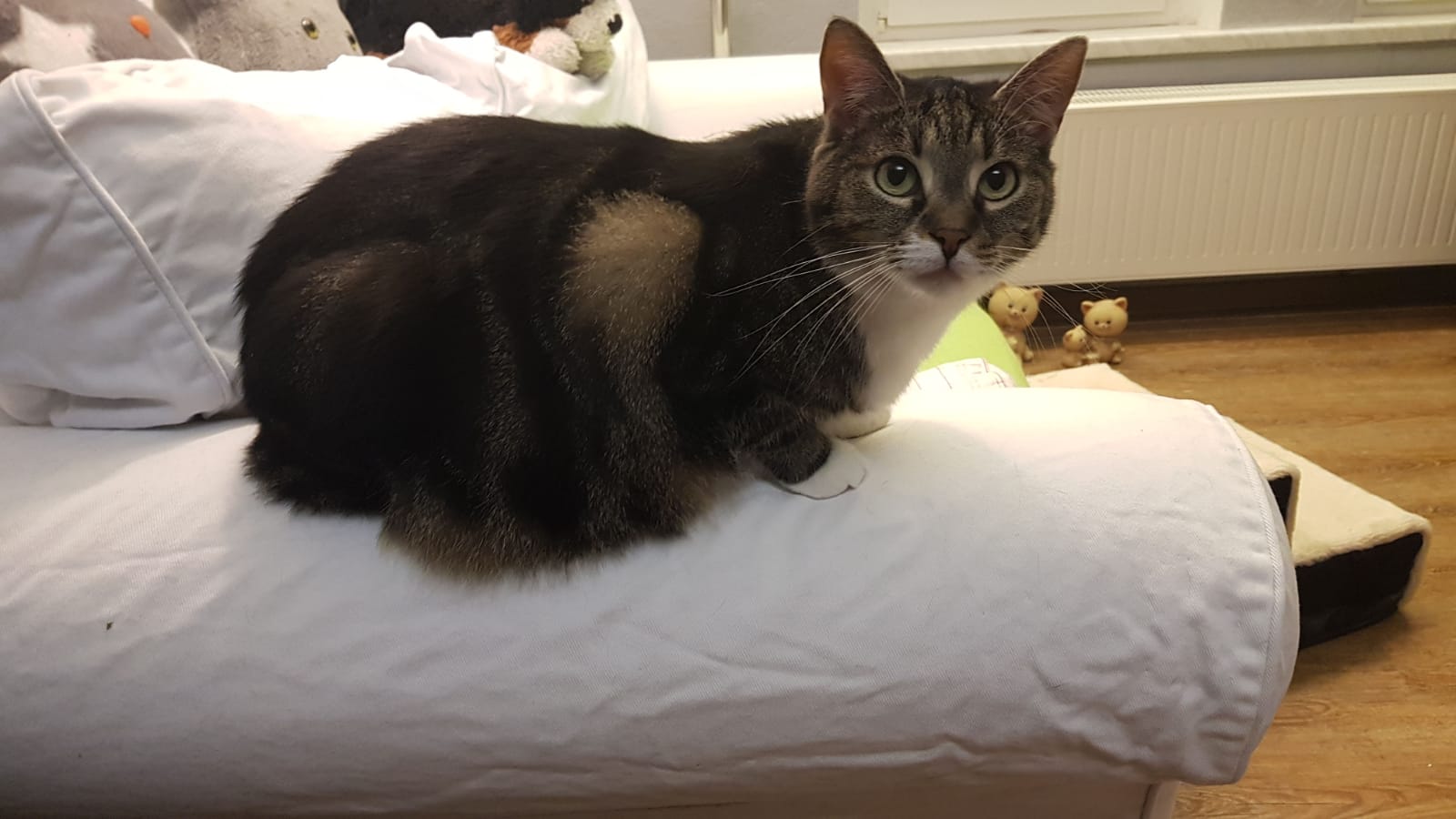 Erstes kennenlernen katzen