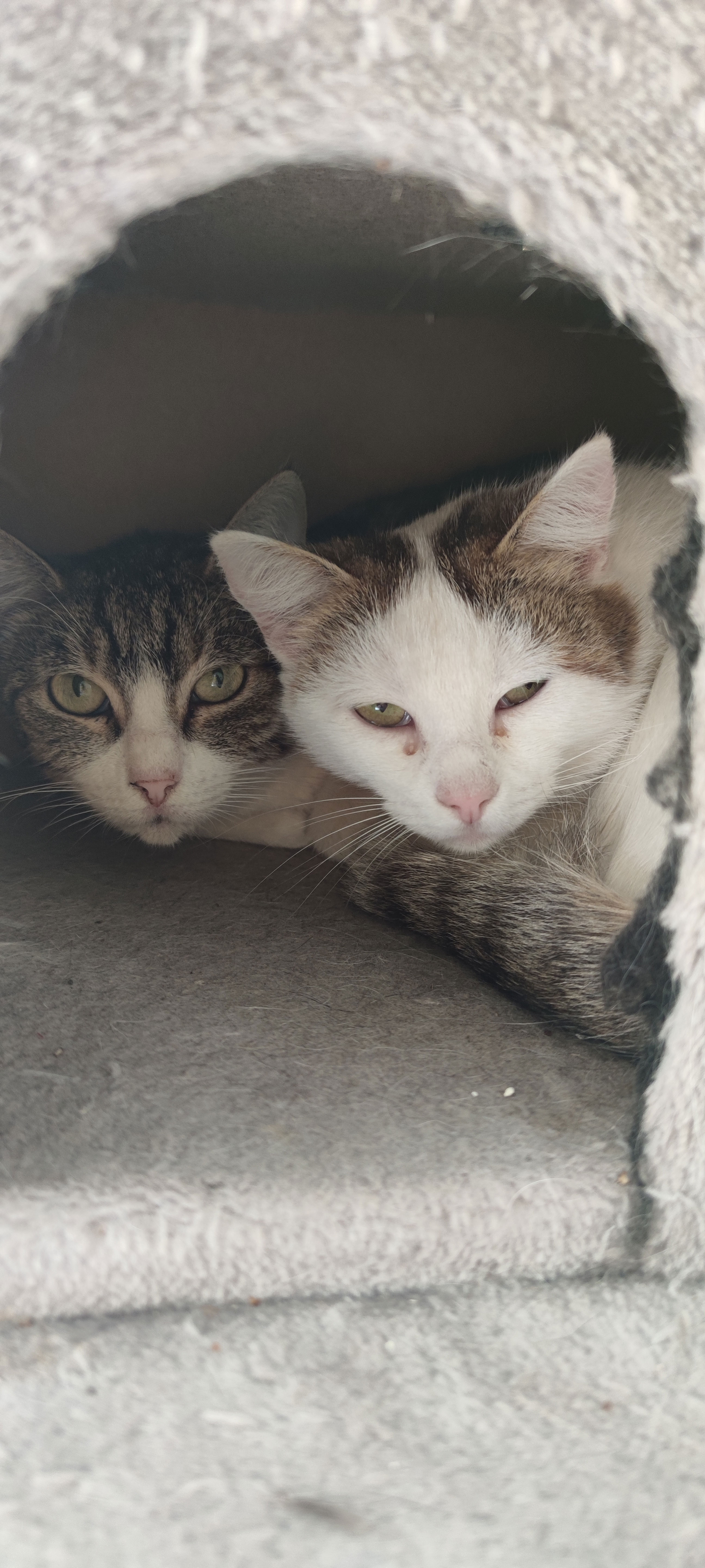Erstes kennenlernen katzen