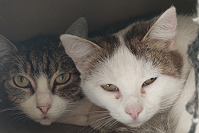 Erstes kennenlernen katzen