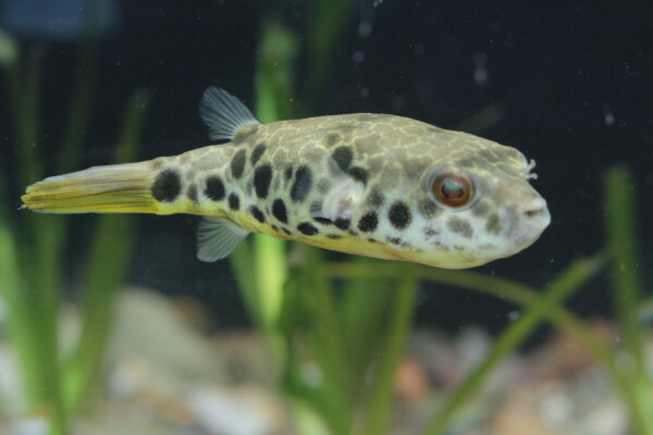 Seltener Leopardkugelfische aus deutscher Nachzucht - Leopardkugelfische (Tetraodon schoutedeni) | MEGAZOO