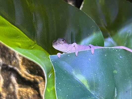 Unsere Pantherchamäleon-Babys sind da! - Unsere Pantherchamäleon-Babys sind da! | MEGAZOO