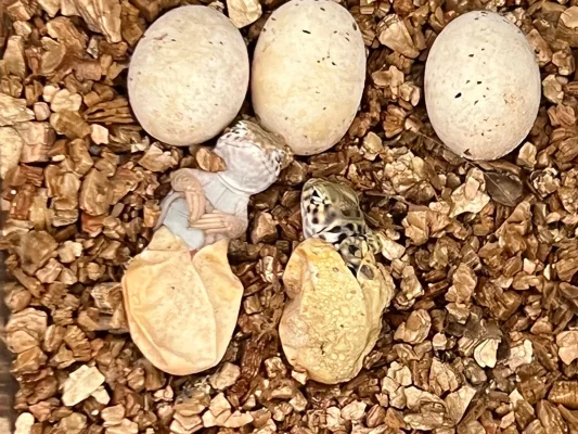 Halsbandleguan-Nachwuchs im Megazoo Osdorf!