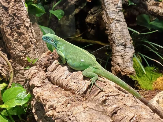 Unsere Fidschi-Leguan-Dame wird Mama! 