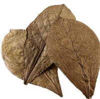HOBBY Catappa Leaves XL 12Stk.