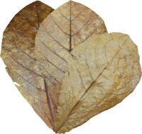 *Dennerle Catappa Leaves, 10 Stück