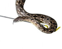 Lucky Reptile Schlangenhaken Deluxe 100 cm