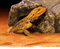 Exo Terra Reptile Cave, Reptilien-Höhlen S - XXL