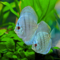 Diskus Blue Angel