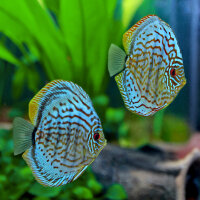 Diskus Blue Knight