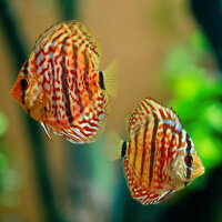 Diskus Leopard x Heckel