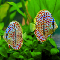 Diskus Leopard x Heckel