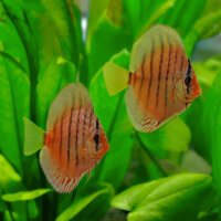 Diskus Nhamunda Royal