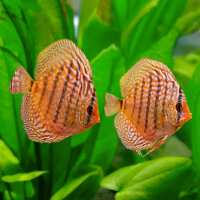 Diskus Nhamunda Royal