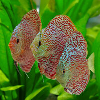 Diskus Oriental Dream