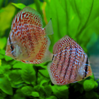 Diskus Oriental Leopard green
