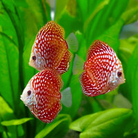 Diskus Red Dragon "Polka Dot"