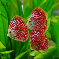 Diskus Red Dragon "Polka Dot"