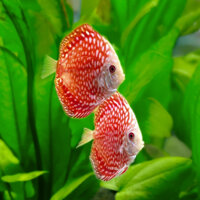 Diskus Red Jaguar