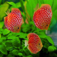 Diskus Red Jaguar