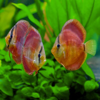Diskus San Merah
