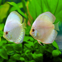 Diskus White Butterfly