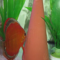 DisCon Laichkegel
