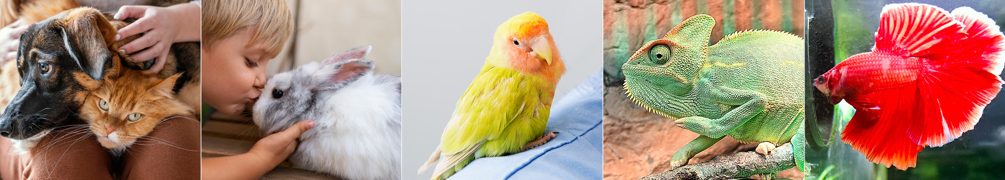 Banner_Haustiertag_1540x277px_Web.jpg
