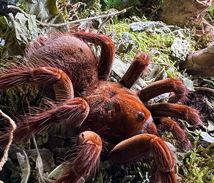 Megazoo_Vogelspinnen-Show_1_420x1350px.jpg