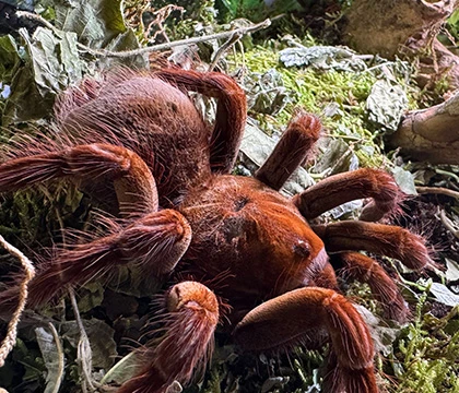 Megazoo_Vogelspinnen-Show_1_420x1350px.webp