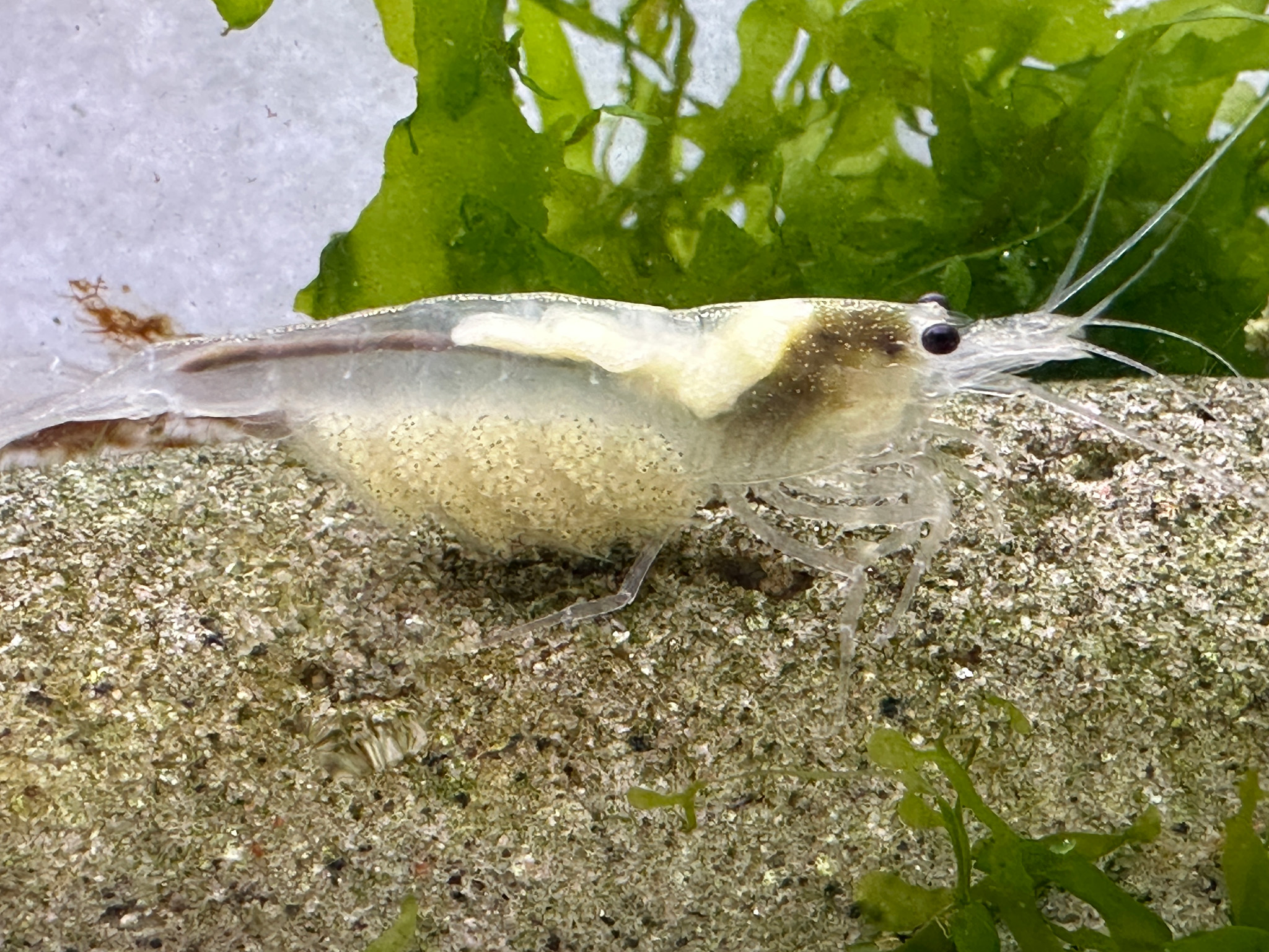 Amanogarnelen_1.jpg