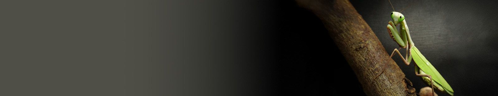 Banner_Gottesanbeterin_HierodulaspPapua.jpg