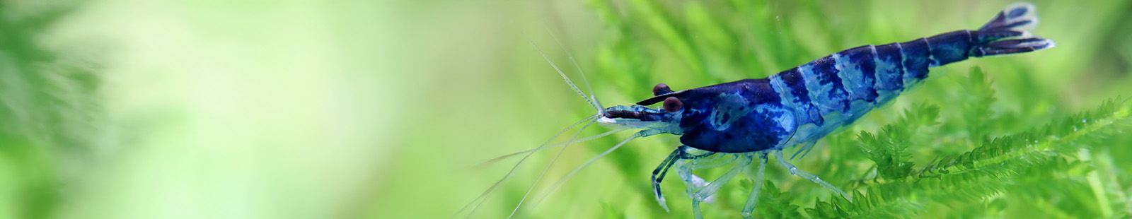 Banner_Zwerggarnele_Black-Blue-Zebra.jpg