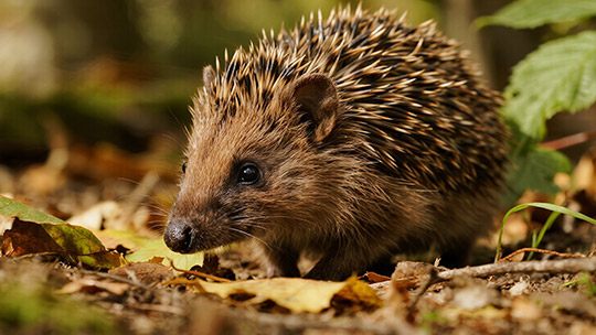 Igel-Herbstzeit.jpg