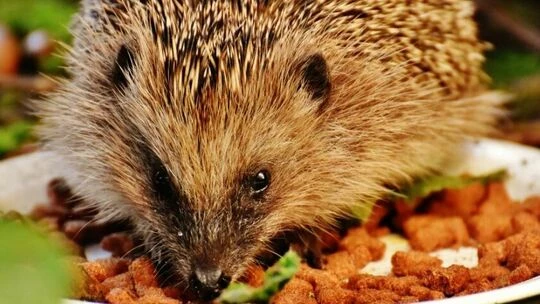 Igel.webp
