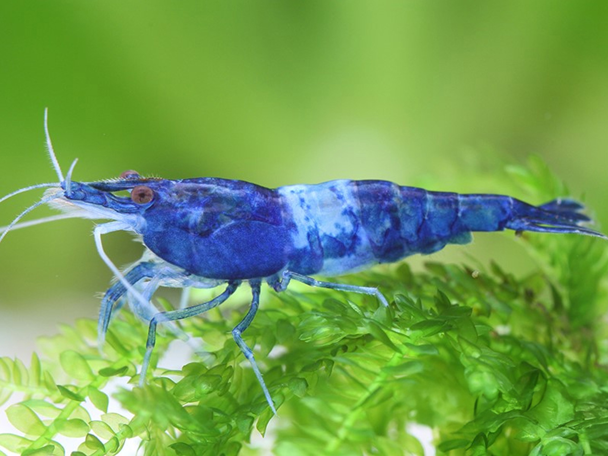 Zwerggarnele_RiliBlue.jpg