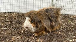 csm_kita_meerschweinchen_nr3_mr_lustig_fb16117ddf.jpg
