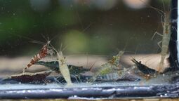 csm_krevety_img_7277_a754c149f5.jpg