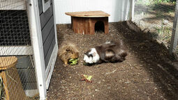 csm_meerschweinchen_kleine_waldgeister1_570f3d01f6.jpg