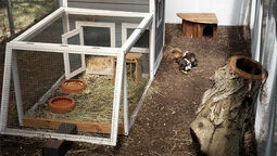 csm_meerschweinchen_kleine_waldgeister3_0fd84490f6.jpg