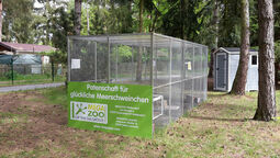csm_meerschweinchen_kleine_waldgeister4_9392671633.jpg