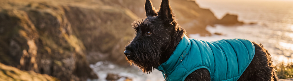 Herbst_Hund.png