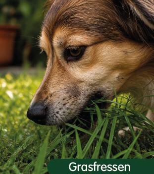 Hund frisst Gras