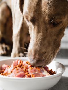 Hund beim Fressen – gesunde Ernährung