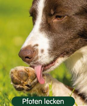 Hund leckt Pfoten